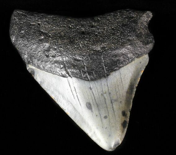 Juvenile Megalodon Tooth #56596